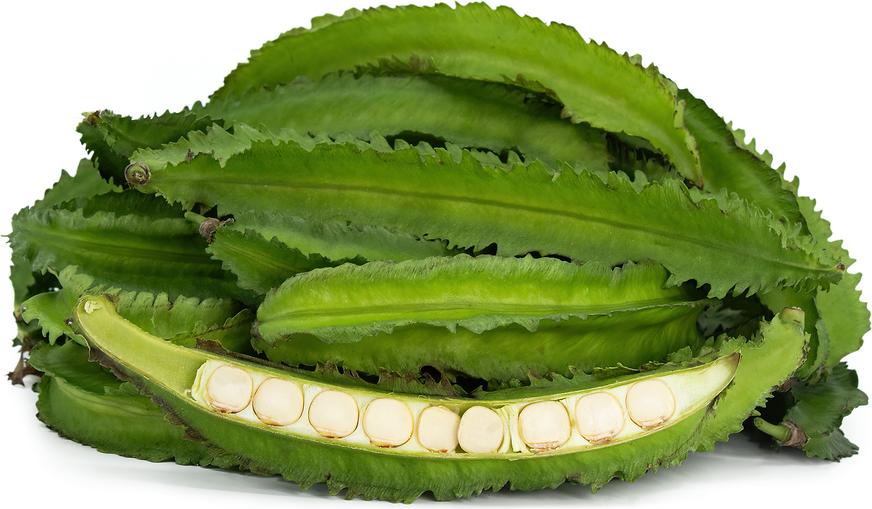 Premium quality winged beans showing distinctive four-angled pods and superior appearance
