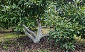 Proper post-pruning avocado tree care showing white paint protection and irrigation management
