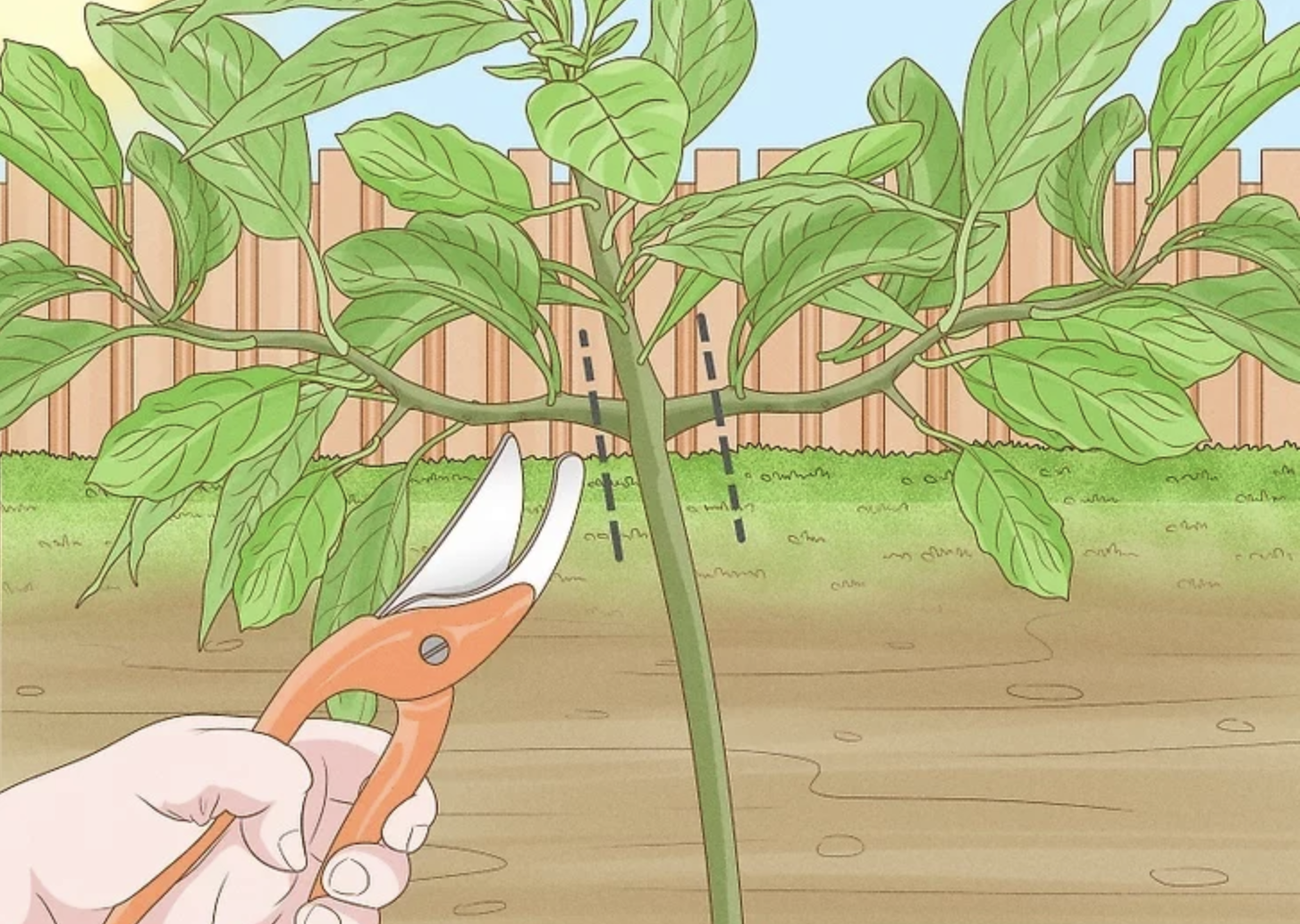 Proper pruning technique for young avocado seedling showing cut location above node for bushier growth