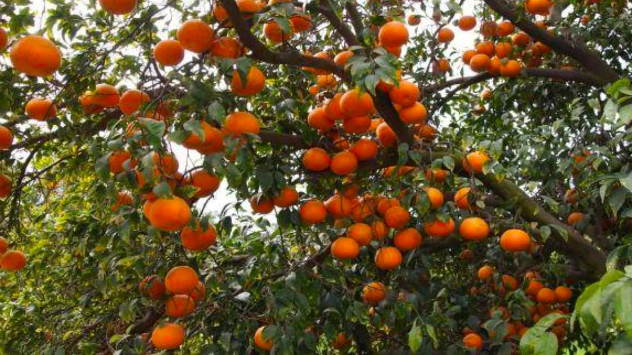Punjab Kinnow orchard commercial cultivation showing irrigation systems harvest operations fruit laden trees semi-arid region India Pakistan production