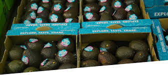 Qatar wholesale avocado import quality