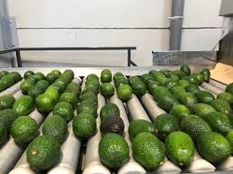 Quality grading of avocados in Italian distribution center