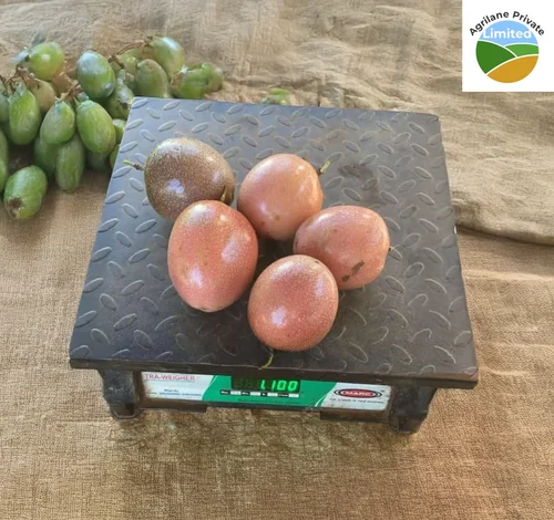 Quality grading of passion fruits showing export and commercial grades
