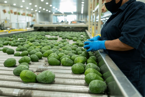 Quality inspection of export avocados