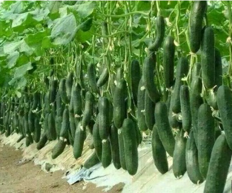 Seasonal cucumber harvest showing abundant crop during peak growing season when prices drop to lowest annual levels