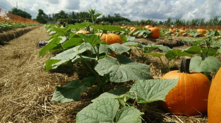 Seasonal pumpkin harvest showing peak availability and pricing