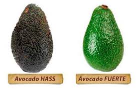 Side-by-side comparison showing Fuerte avocados with smooth green skin next to Hass avocados with dark purple-black pebbly texture at different ripening stages