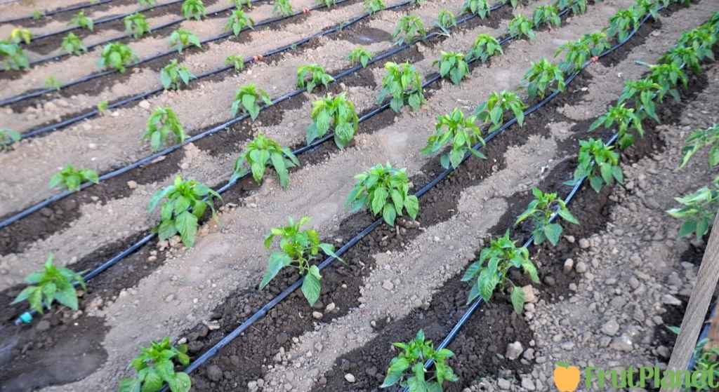 Drip irrigation water conservation system installed on FrutPlanet partner farm showing sustainable water-efficient agriculture climate-smart technology reducing water consumption increasing crop yields environmental stewardship Kenya