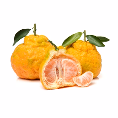 Ugli fruit Jamaica tangelo displaying characteristic rough bumpy greenish-orange rind and irregular distorted shape unique to this Jamaican citrus hybrid