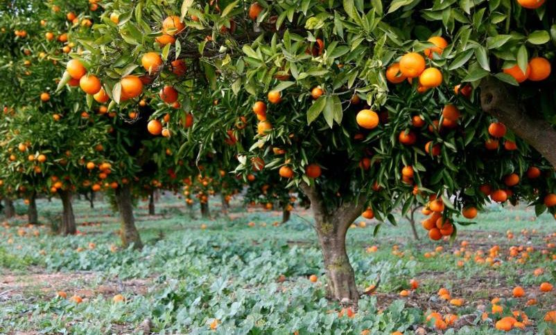 Valencia orange commercial production Kenya showing mature fruit trees harvest operations juice processing quality assessment