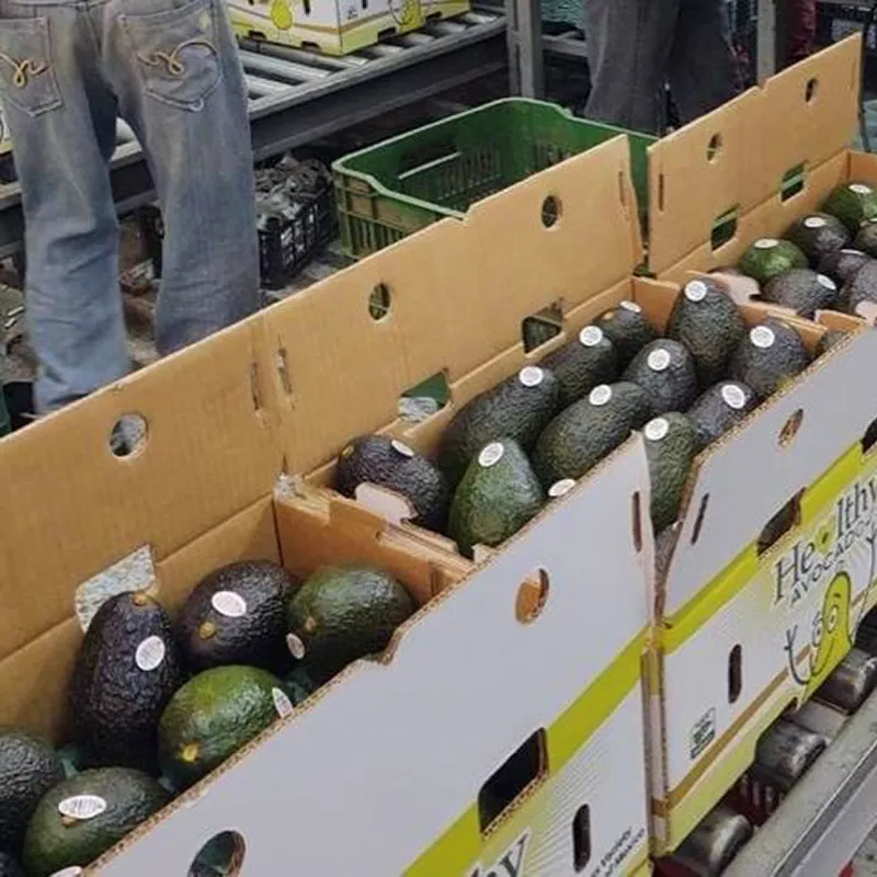 Wholesale avocado distribution center in Europe showing bulk cartons 4kg boxes quality inspection sorting by size