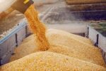 Premium Wheat Supplier | Buy Quality Wheat in Bulk Online 5 Premium Wheat Supplier | Buy Quality Wheat in Bulk Online