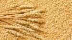 Premium Wheat Supplier | Buy Quality Wheat in Bulk Online 3 Premium Wheat Supplier | Buy Quality Wheat in Bulk Online