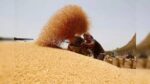 Premium Wheat Supplier | Buy Quality Wheat in Bulk Online 4 Premium Wheat Supplier | Buy Quality Wheat in Bulk Online