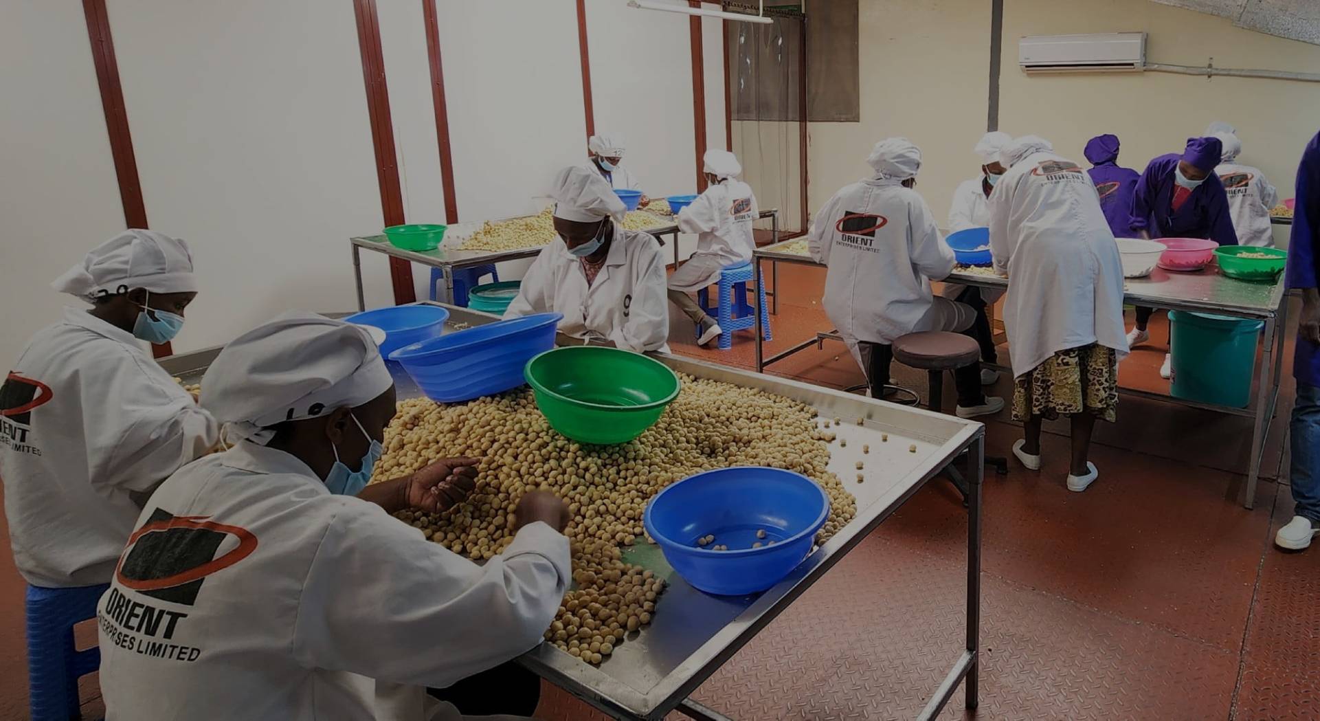 Macadamia plantation in Kenya