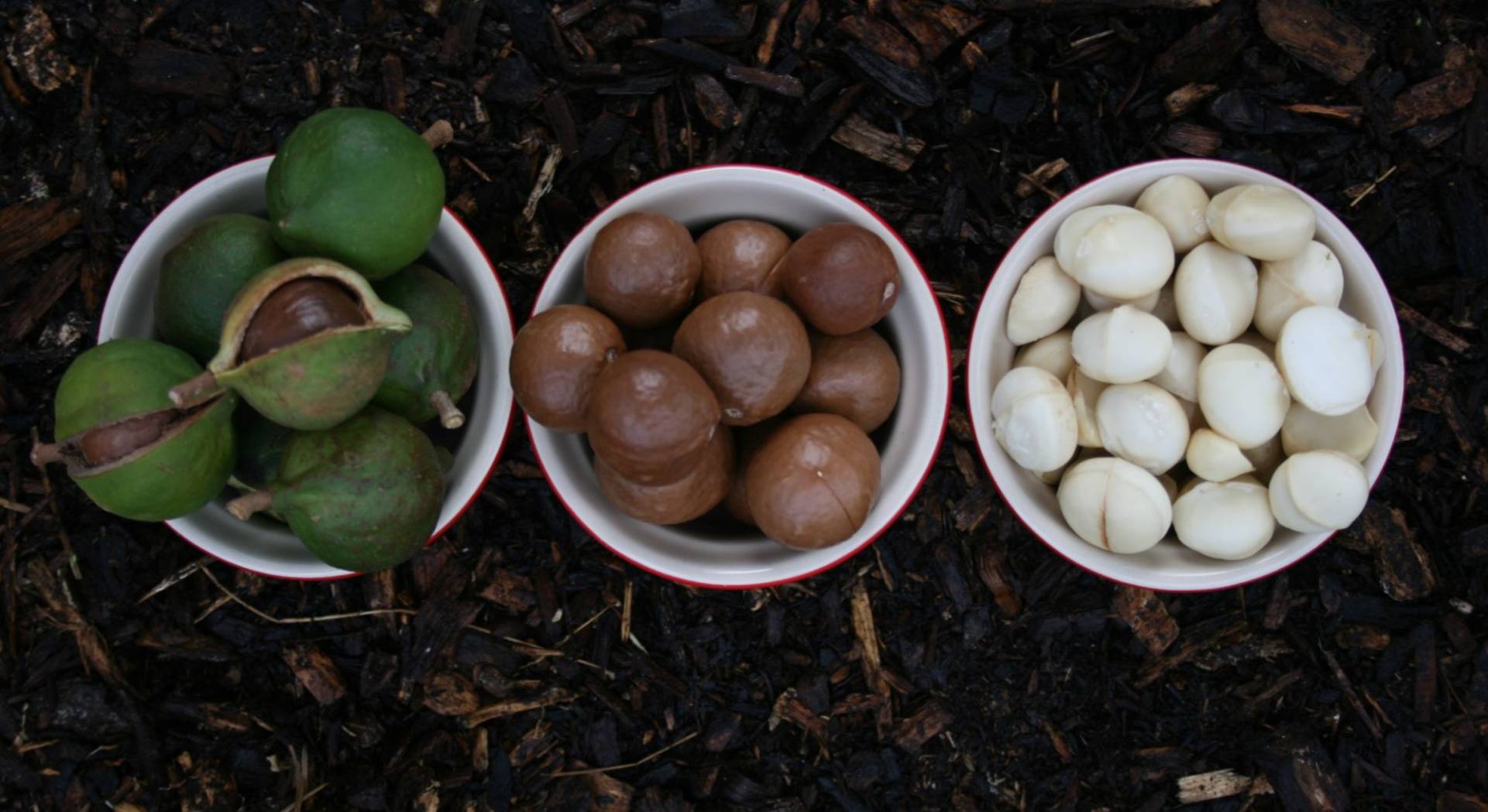 Sustainable macadamia farming practices