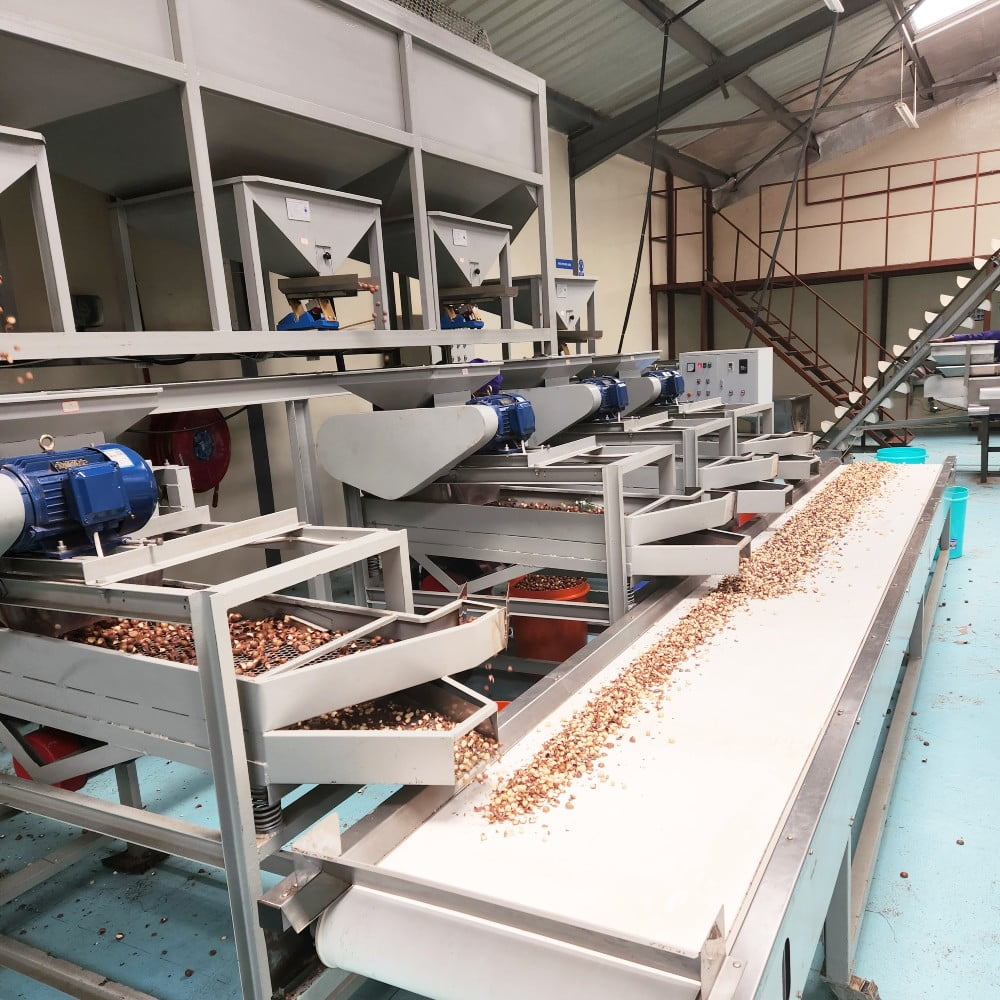 Packaged macadamia products ready for export