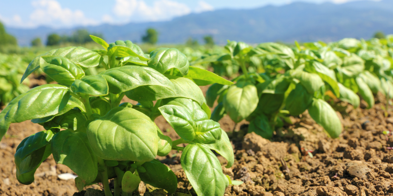 Basil fields in Egypt's Nile Delta region during the June–August peak growing season, showing large-scale commercial cultivation for dried basil export