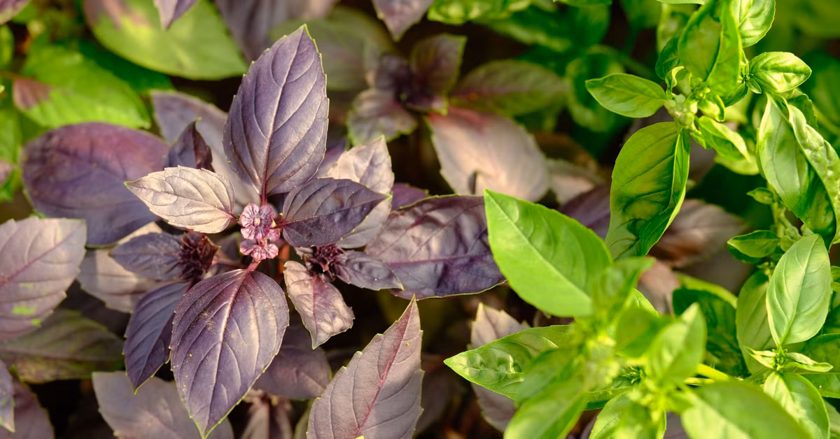 Basil variety comparison showing sweet basil, Italian Genovese, Thai basil and purple opal basil leaves side by side for wholesale pricing guide