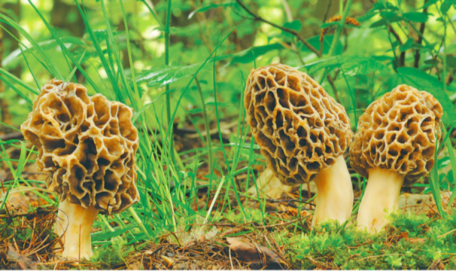 Side by side comparison of black and yellow gucchi morel mushrooms showing colour difference affecting market price