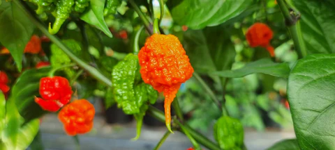 Carolina Reaper chilli peppers on plant showing characteristic red colour gnarled bumpy skin and pointed tail