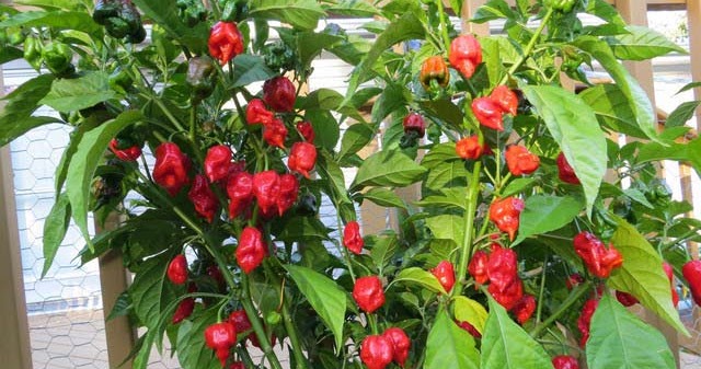 Chilli pepper breeding and cultivation with Carolina Reaper plants growing in greenhouse rows