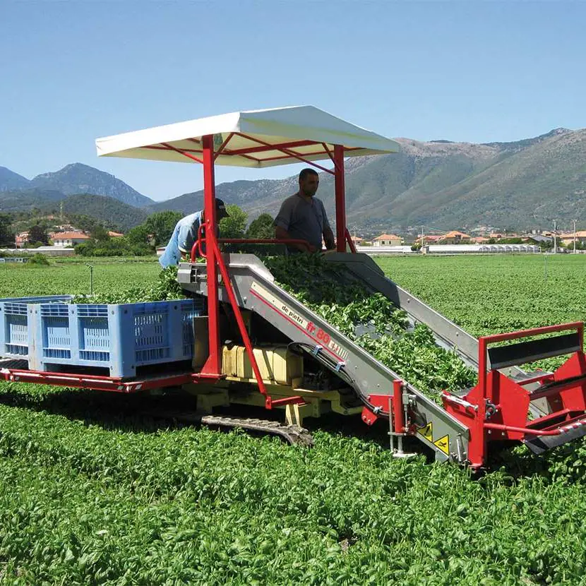 Fresh basil bulk harvest ready for wholesale export — FrutPlanet premium quality basil from Kenya