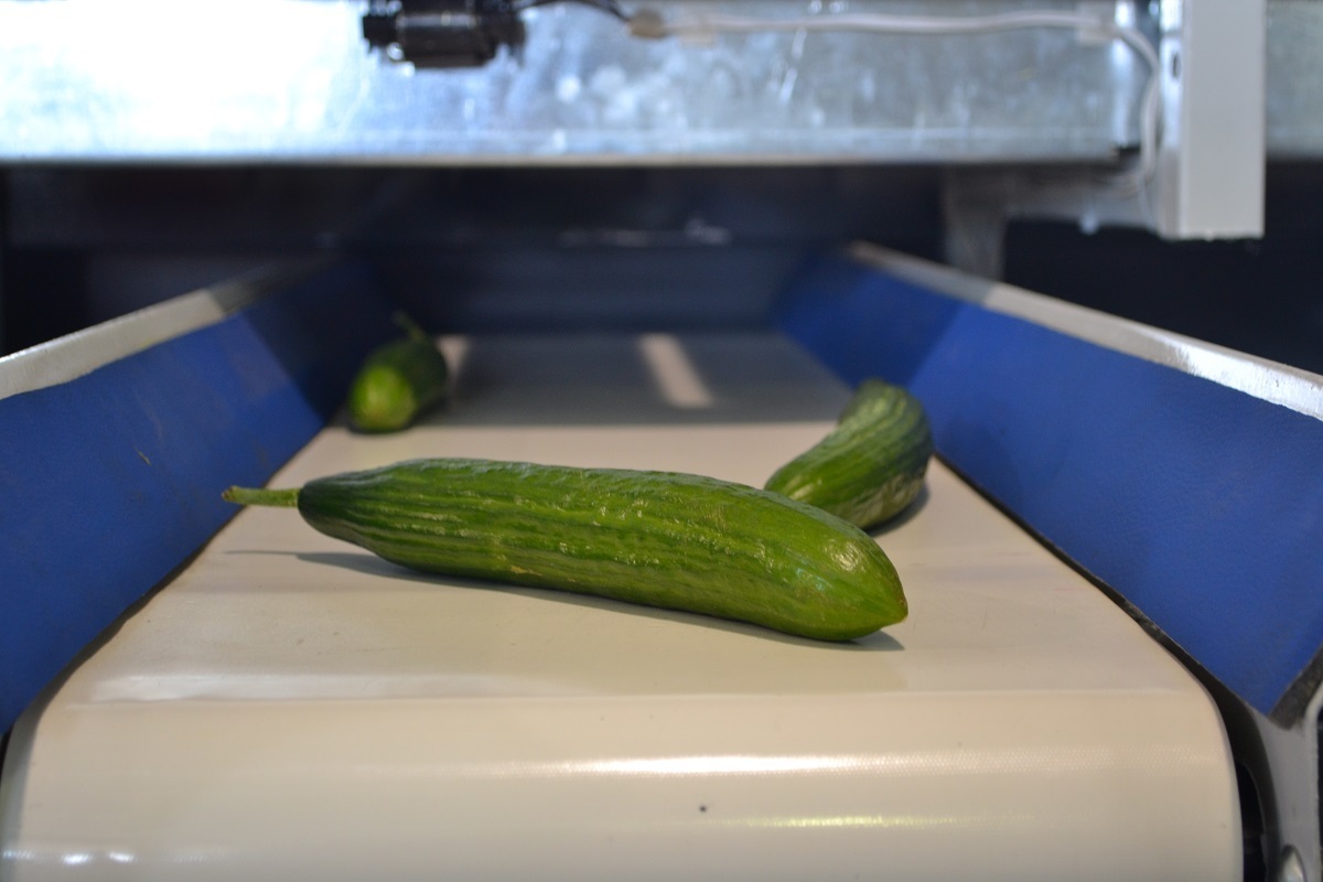 Egypt cucumber sorting grading and packing at export facility showing quality standards for Gulf and European markets