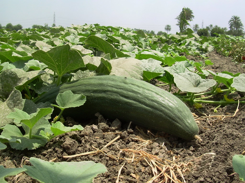 Egyptian cucumber farming Nile Delta showing irrigation systems and fertile farmland Beheira Dakahlia production