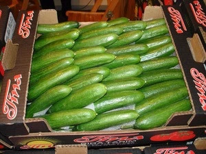 Fresh Egyptian cucumbers in bulk at a wholesale market in Cairo showing Nile Delta produce export quality