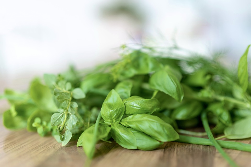 Fresh basil leaves ready for commercial processing at an export facility