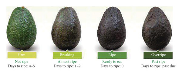 Golden Hass avocado ripening stages from hard green to soft black showing colour change and firmness progression