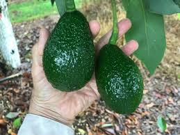 Golden Hass avocado fruit on tree showing distinctive shiny skin surface differentiating it from Original Hass variety Kenya