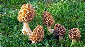 Gucchi morel mushrooms from Pakistan northern Himalayan foothills showing honeycomb texture wild harvested expensive per kg