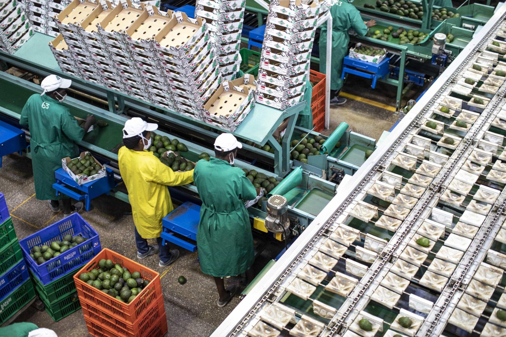 Hass avocado supply chain showing controlled atmosphere container cold chain technology ripening facility export logistics