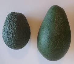 Side by side comparison of Hass avocado dark pebbly skin and Fuerte avocado smooth green skin showing variety differences