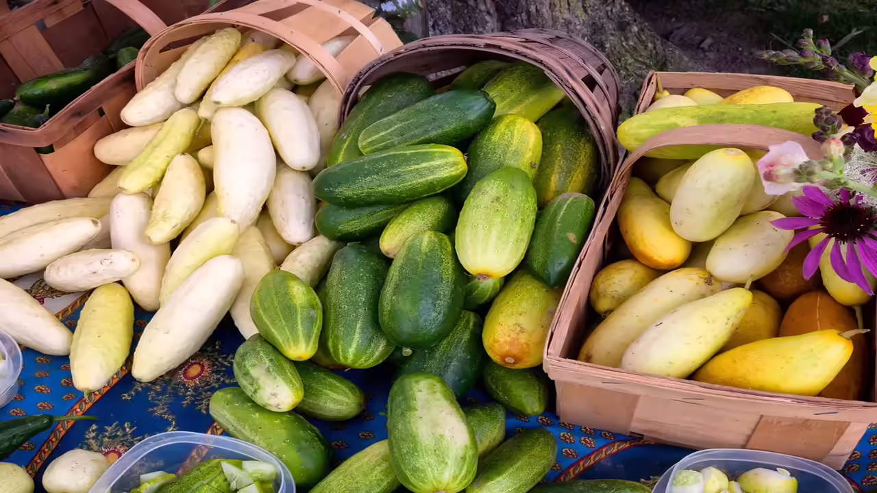 India city produce market cucumber price comparison Bangalore Mumbai Delhi Chennai Hyderabad Pune