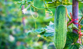 India cucumber farm harvest showing seasonal production patterns and factors that drive mandi price fluctuations