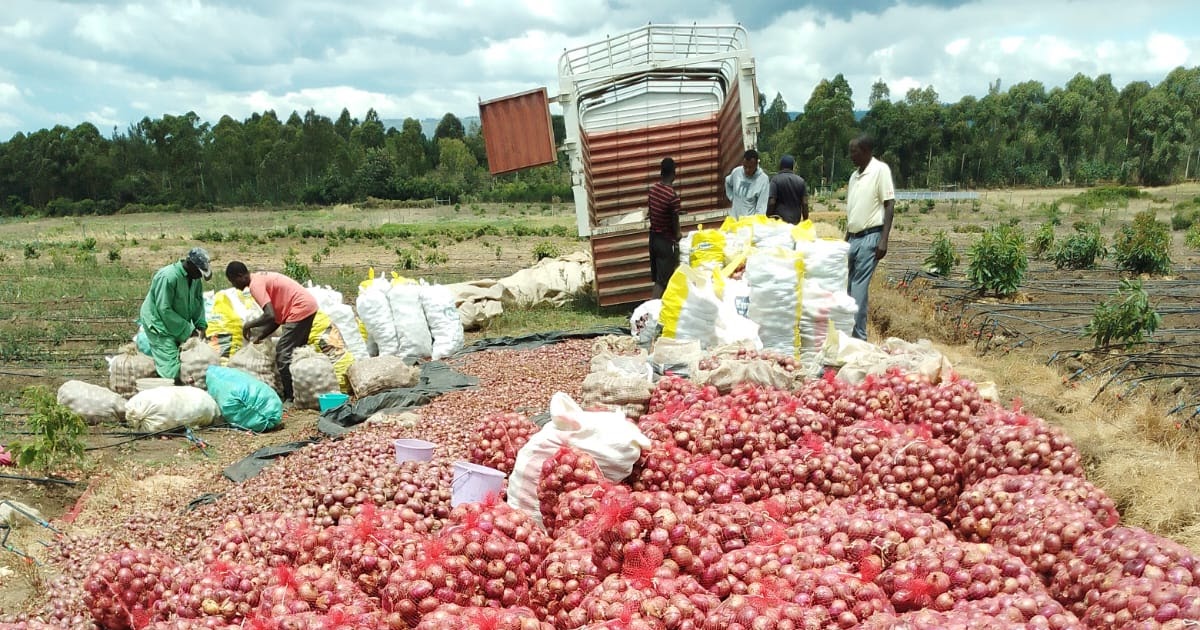 Kenyan onion farmer harvesting red bulb onions showing yield per acre profit calculation commercial farming