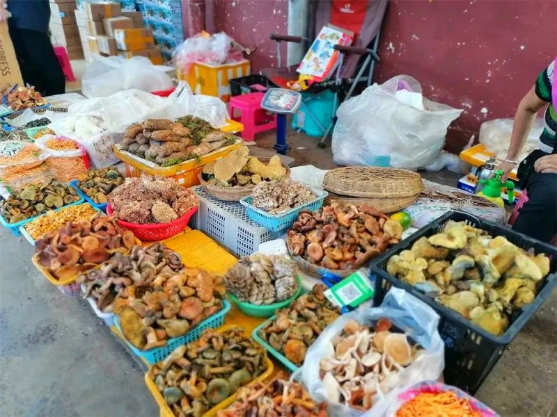 Mushroom market stalls in Pakistan cities Karachi Lahore Islamabad showing price differences fresh button oyster