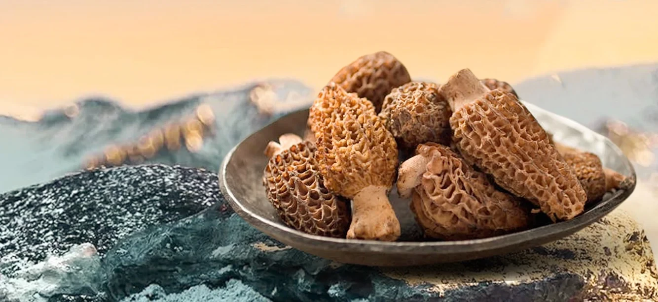 Freshly harvested gucchi morel mushrooms with honeycomb texture drying in the sun in a Himalayan village Nepal