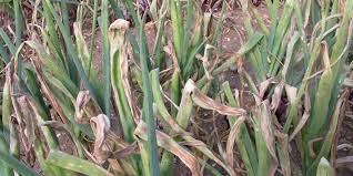Onion thrips damage and downy mildew disease on Kenya onion farm showing common pest and disease challenges