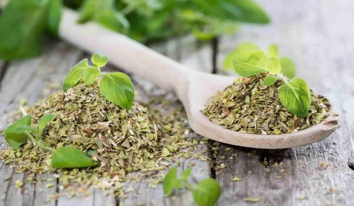 Premium-grade Egyptian dried basil leaves showing bright color and high essential oil content — used for quality specification and FOB pricing comparison between standard and premium export grades