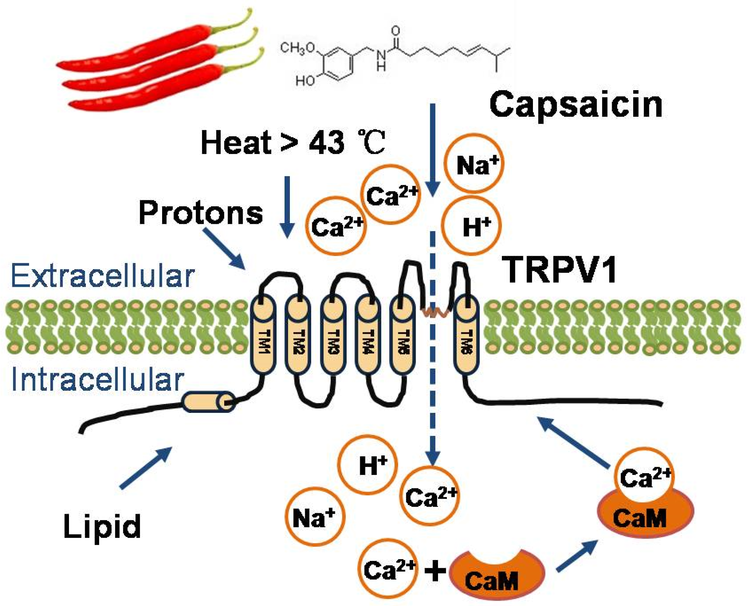 Scientific diagram showing capsaicin molecular structure and TRPV1 receptor binding responsible for chilli heat sensation