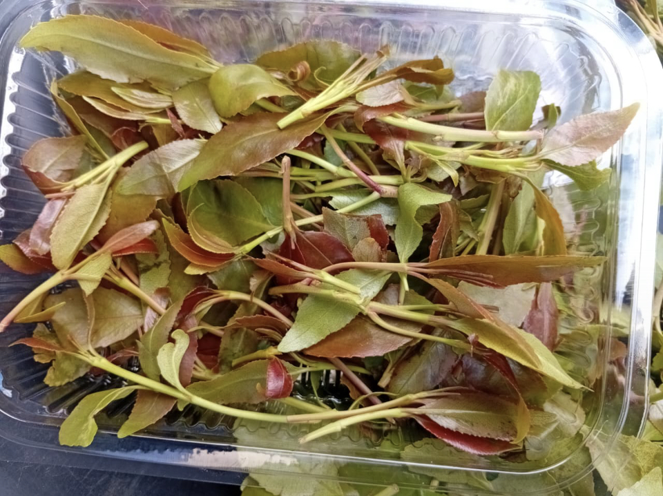 buy fresh well packaged muguka